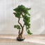 شجرة  بونساي شيفليرا بودوكاربوس ماكروفيلوس في إناء زرع - 103 سم-household-gardenandoutdoor-artificialplants-bonsai-image-5