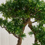 شجرة  بونساي شيفليرا بودوكاربوس ماكروفيلوس في إناء زرع - 103 سم-household-gardenandoutdoor-artificialplants-bonsai-image-4