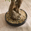 شجرة  بونساي شيفليرا بودوكاربوس ماكروفيلوس في إناء زرع - 103 سم-household-gardenandoutdoor-artificialplants-bonsai-image-3