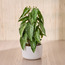 Pothos Manjula Plant in Ceramic Pot - 33 cm-household-gardenandoutdoor-artificialplants-pottedplants-image-1