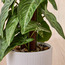 Pothos Manjula Plant in Ceramic Pot - 33 cm-household-gardenandoutdoor-artificialplants-pottedplants-image-2