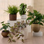 Pothos Manjula Plant in Ceramic Pot - 33 cm-household-gardenandoutdoor-artificialplants-pottedplants-image-3