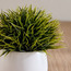Stark Grass in Aglaia Pot - 18 cm-household-gardenandoutdoor-artificialplants-pottedplants-image-2