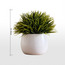 Stark Grass in Aglaia Pot - 18 cm-household-gardenandoutdoor-artificialplants-pottedplants-image-4