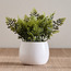 Stark Wild Fern Plant in Pot - 20 cm-binpromo_ALLBANKS_OMN_14032025-image-1