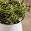Stark Wild Fern Plant in Pot - 20 cm-binpromo_ALLBANKS_OMN_14032025-image-2