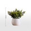 Stark Wild Fern Plant in Pot - 20 cm-binpromo_ALLBANKS_OMN_14032025-image-4