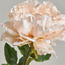Wrinkled Peony Single Stem - 73 cm-household-gardenandoutdoor-artificialflowersandplants-stems-image-2