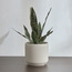 Snake Plant in Ceramic Pot - 35 cm-household-gardenandoutdoor-artificialplants-pottedplants-image-1