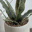 Snake Plant in Ceramic Pot - 35 cm-household-gardenandoutdoor-artificialplants-pottedplants-image-2