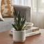 Snake Plant in Ceramic Pot - 35 cm-household-gardenandoutdoor-artificialplants-pottedplants-image-3