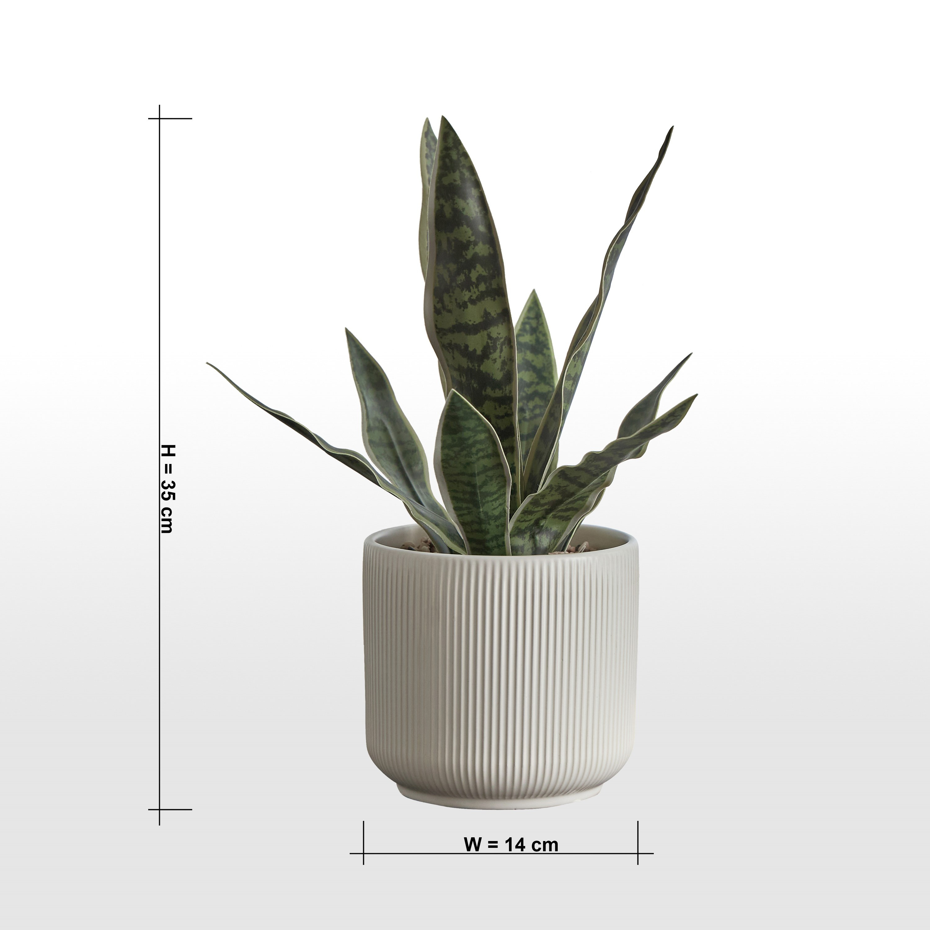 Snake Plant in Ceramic Pot - 35 cm-household-gardenandoutdoor-artificialplants-pottedplants-image-4