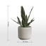 Snake Plant in Ceramic Pot - 35 cm-household-gardenandoutdoor-artificialplants-pottedplants-image-4