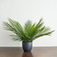Urbano Palm Plant in Pot - 66 cm-household-gardenandoutdoor-artificialplants-pottedplants-image-1