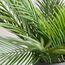 Urbano Palm Plant in Pot - 66 cm-household-gardenandoutdoor-artificialplants-pottedplants-image-2