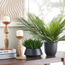 Urbano Palm Plant in Pot - 66 cm-household-gardenandoutdoor-artificialplants-pottedplants-image-3