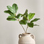 Spring Magnolia Plant - 71 cm-household-gardenandoutdoor-artificialflowersandplants-fillers-image-1