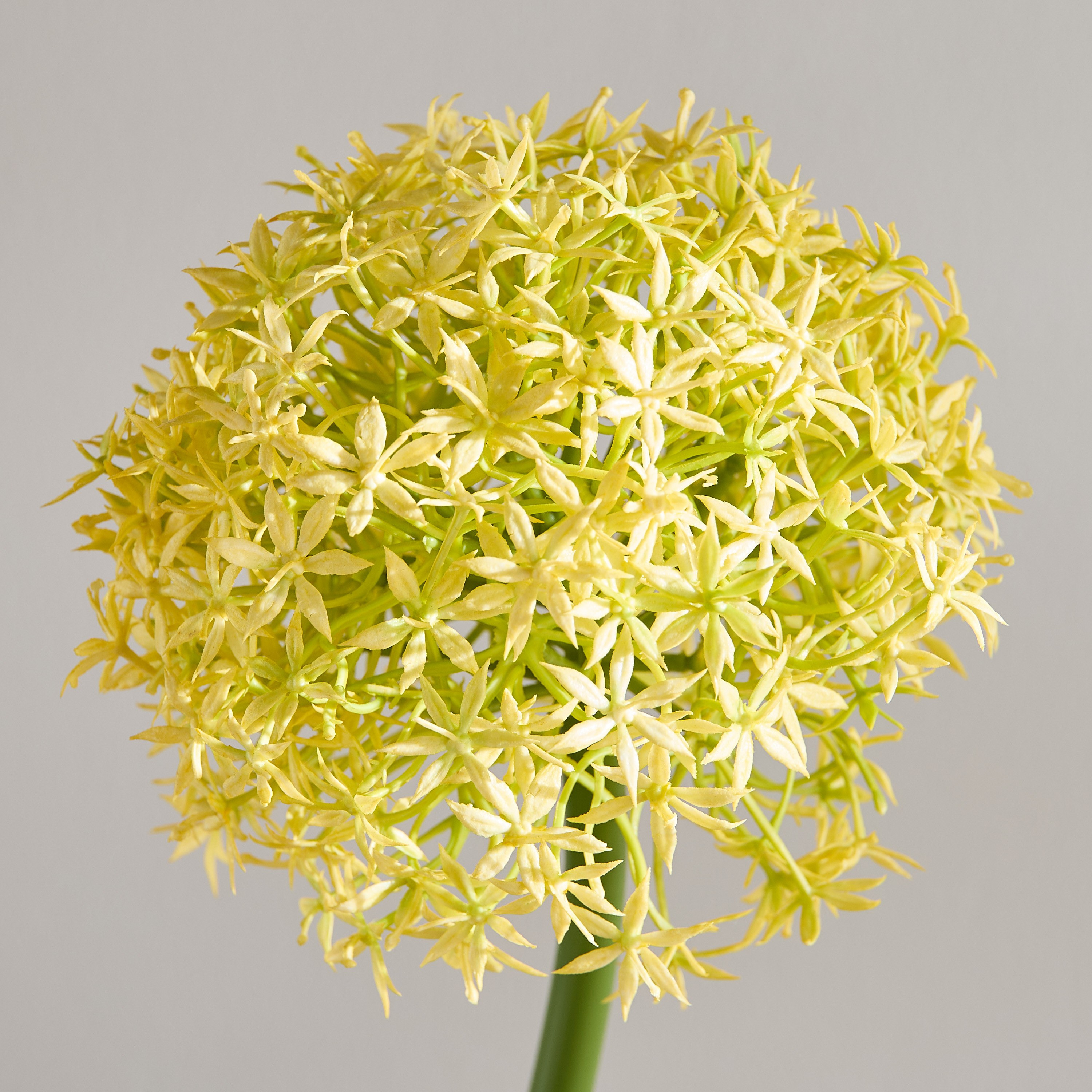 Ball Flower Stem Flower - 81 cm-household-gardenandoutdoor-artificialflowersandplants-stems-image-2