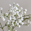 Gypsophila Floral Spray - 67 cm-binpromo_ALLBANKS_OMN_14032025-image-2