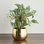 Gild Ivy Zebrina Plant in Ceramic Pot - 40 cm-binpromo_ALLBANKS_OMN_14032025-image-1