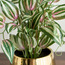 Gild Ivy Zebrina Plant in Ceramic Pot - 40 cm-binpromo_ALLBANKS_OMN_14032025-image-2
