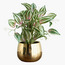 Gild Ivy Zebrina Plant in Ceramic Pot - 40 cm-binpromo_ALLBANKS_OMN_14032025-image-3