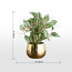 Gild Ivy Zebrina Plant in Ceramic Pot - 40 cm-binpromo_ALLBANKS_OMN_14032025-image-5