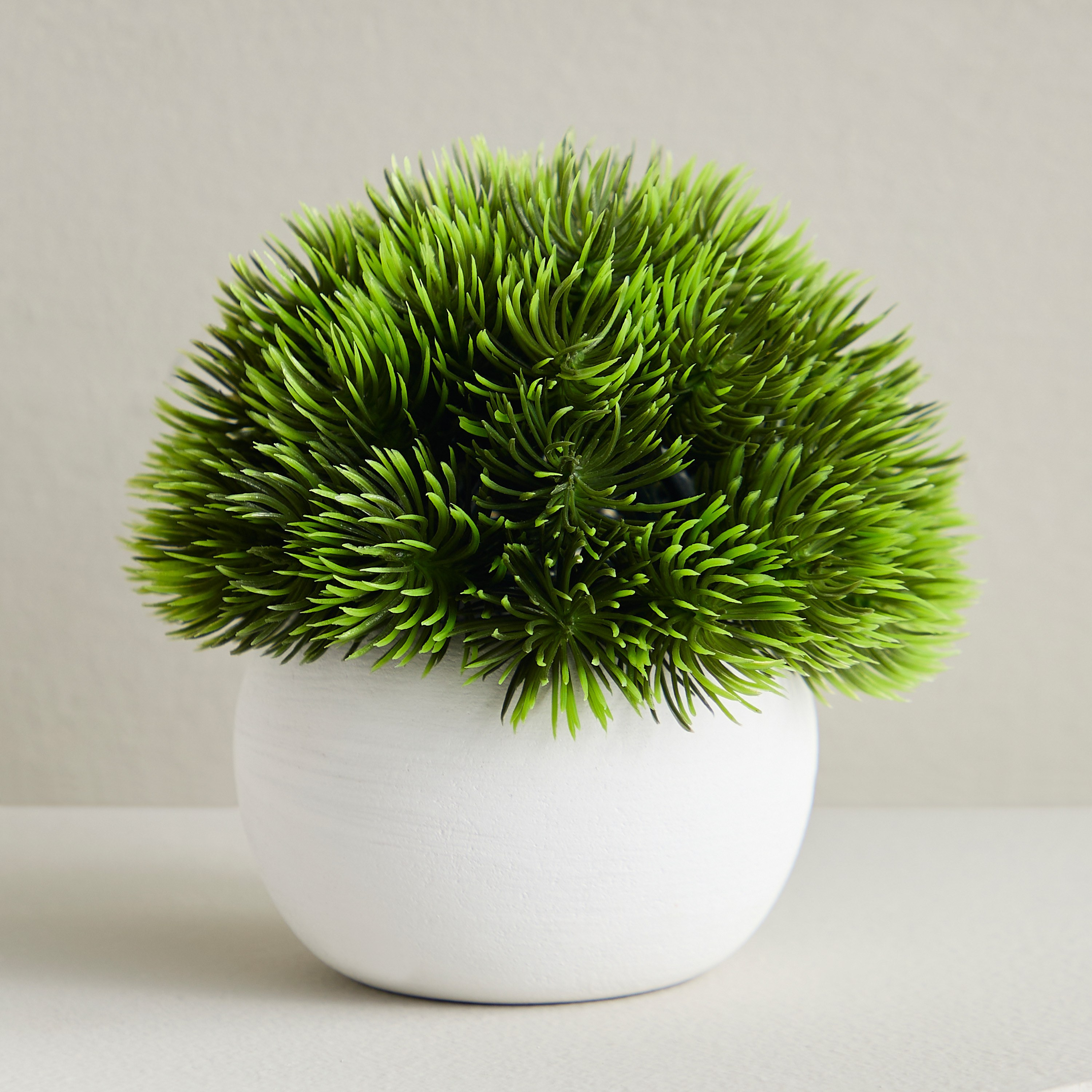 Urbano Blanc Pine Shrub Plant in Pot - 10 cm-household-gardenandoutdoor-artificialplants-pottedplants-image-1