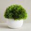 Urbano Blanc Pine Shrub Plant in Pot - 10 cm-binpromo_ALLBANKS_OMN_14032025-image-1