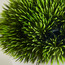 Urbano Blanc Pine Shrub Plant in Pot - 10 cm-binpromo_ALLBANKS_OMN_14032025-image-2