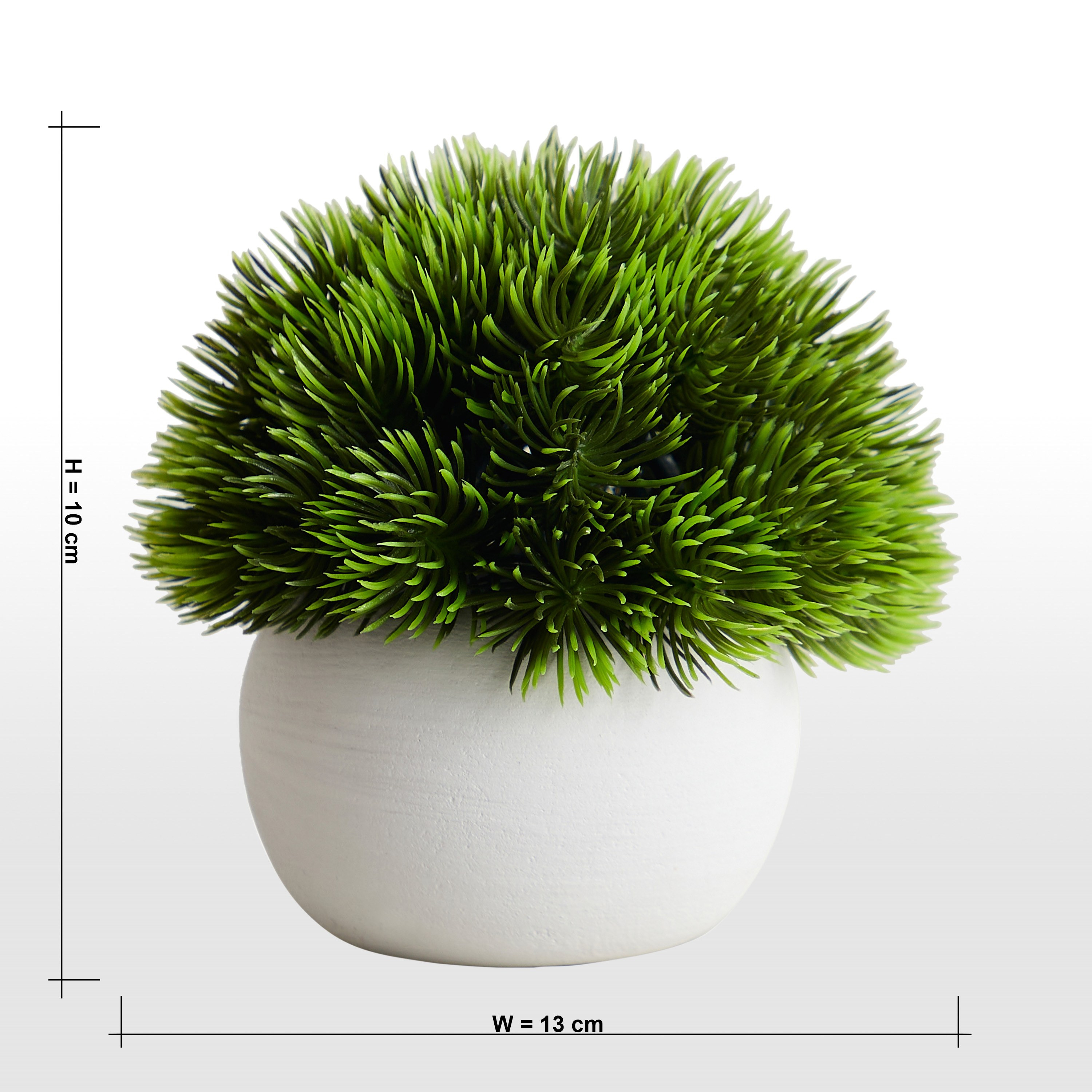 Urbano Blanc Pine Shrub Plant in Pot - 10 cm-household-gardenandoutdoor-artificialplants-pottedplants-image-4