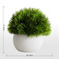 Urbano Blanc Pine Shrub Plant in Pot - 10 cm-binpromo_ALLBANKS_OMN_14032025-image-4