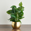 Gild Ivy Aureum Plant in Ceramic Pot - 40 cm-household-gardenandoutdoor-artificialplants-pottedplants-image-1