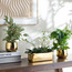 Gild Ivy Aureum Plant in Ceramic Pot - 40 cm-household-gardenandoutdoor-artificialplants-pottedplants-image-3