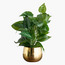 Gild Ivy Aureum Plant in Ceramic Pot - 40 cm-household-gardenandoutdoor-artificialplants-pottedplants-image-4