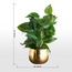 Gild Ivy Aureum Plant in Ceramic Pot - 40 cm-household-gardenandoutdoor-artificialplants-pottedplants-image-5