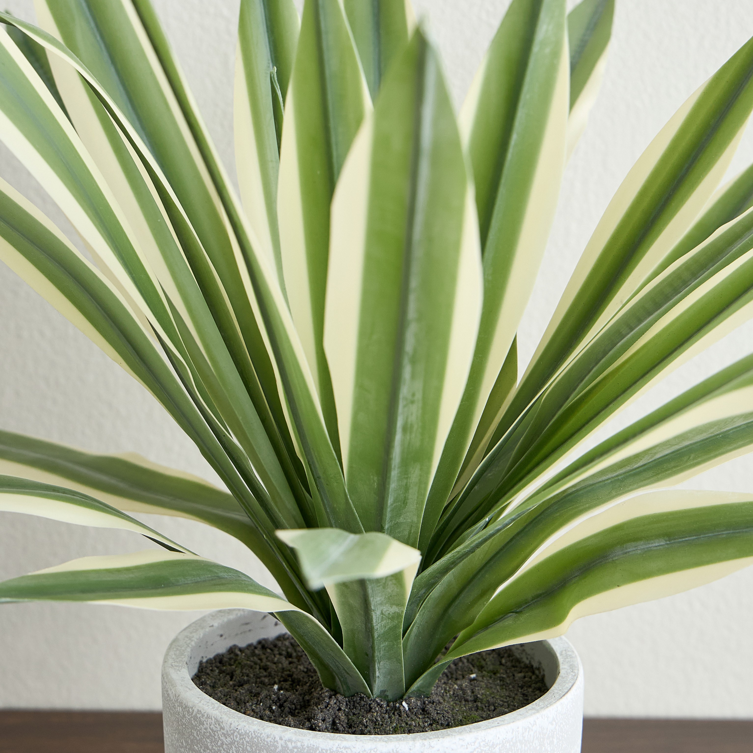 Urbano Blanc Agave Plant in Pot - 66 cm-household-gardenandoutdoor-artificialplants-pottedplants-image-2