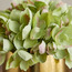 Gild Pixie Hydrangea in Ceramic Pot - 17 cm-household-gardenandoutdoor-artificialflowersandplants-flowers-image-2