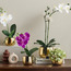 Gild Pixie Hydrangea in Ceramic Pot - 17 cm-household-gardenandoutdoor-artificialflowersandplants-flowers-image-3
