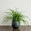 Urbano Grass Plant in Ceramic Pot - 50 cm-household-gardenandoutdoor-artificialplants-pottedplants-image-1