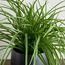 Urbano Grass Plant in Ceramic Pot - 50 cm-household-gardenandoutdoor-artificialplants-pottedplants-image-2