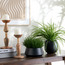 Urbano Grass Plant in Ceramic Pot - 50 cm-household-gardenandoutdoor-artificialplants-pottedplants-image-3