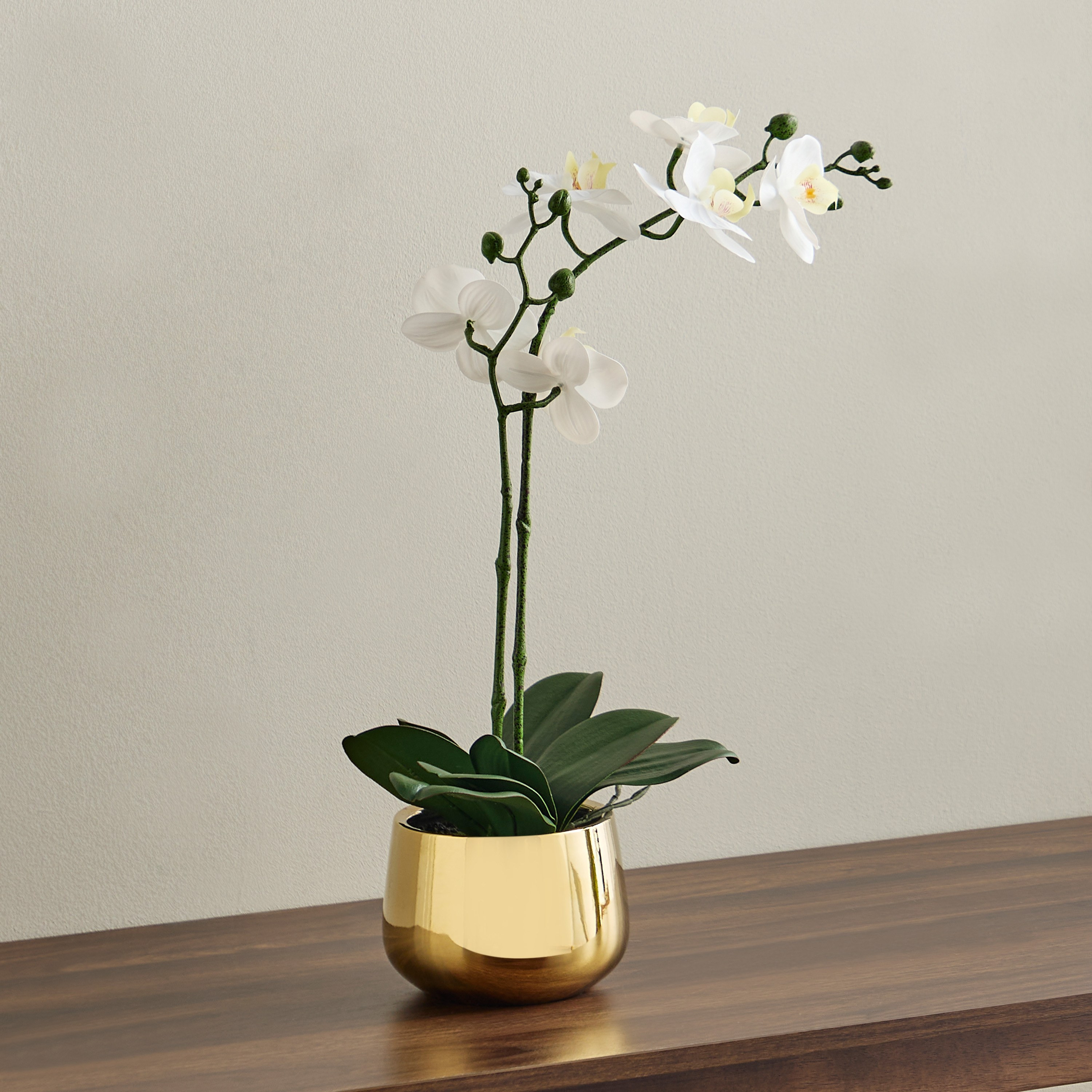 Gild Orchid Duo in Ceramic Pot - 53 cm-household-gardenandoutdoor-artificialflowersandplants-flowers-image-1