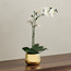 فرع أوركيد مزدوج في إناء سيراميك مطلي - 53 سم-household-gardenandoutdoor-artificialflowersandplants-flowers-image-4