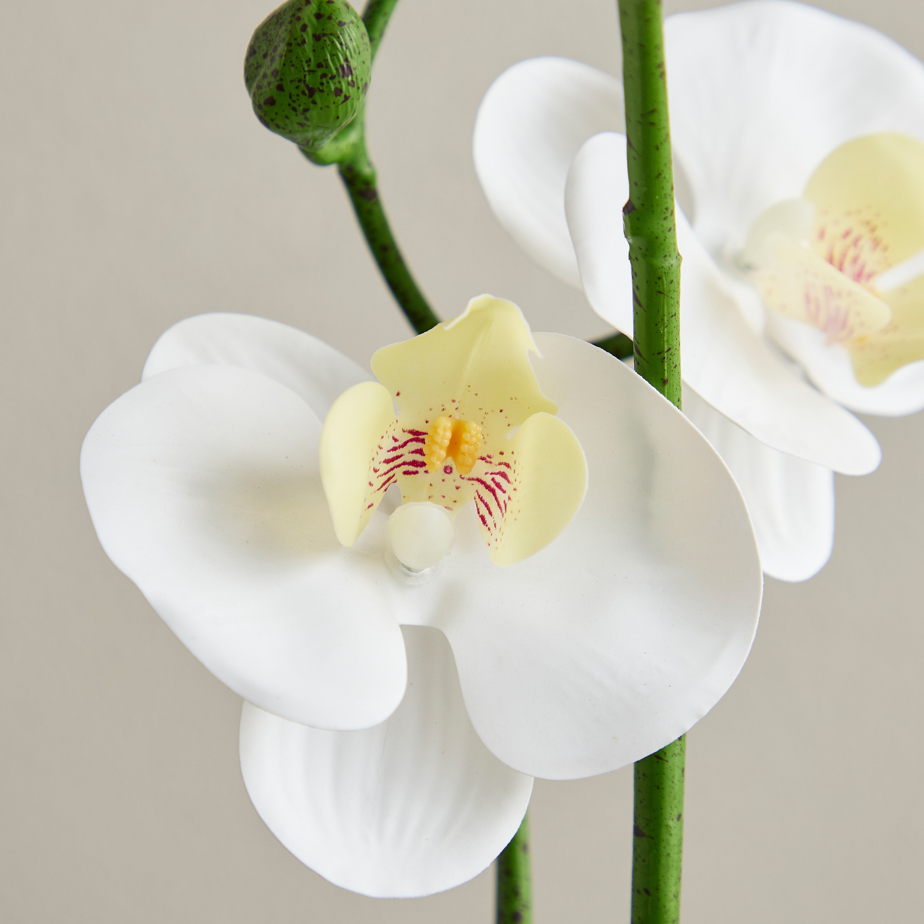Gild Orchid Duo in Ceramic Pot - 53 cm-household-gardenandoutdoor-artificialflowersandplants-flowers-image-2
