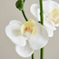 فرع أوركيد مزدوج في إناء سيراميك مطلي - 53 سم-household-gardenandoutdoor-artificialflowersandplants-flowers-image-3
