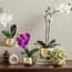 Gild Orchid Single Potted Plant in Ceramic Pot - 36 cm-household-gardenandoutdoor-artificialflowersandplants-flowers-image-3