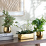 Gild Orchid Plant in Ceramic Pot - 33 cm-household-gardenandoutdoor-artificialflowersandplants-flowers-image-3