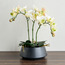 Urbano Orchid Plant in Ceramic Pot - 43 cm-household-gardenandoutdoor-artificialflowersandplants-flowers-image-1