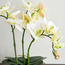 Urbano Orchid Plant in Ceramic Pot - 43 cm-household-gardenandoutdoor-artificialflowersandplants-flowers-image-2